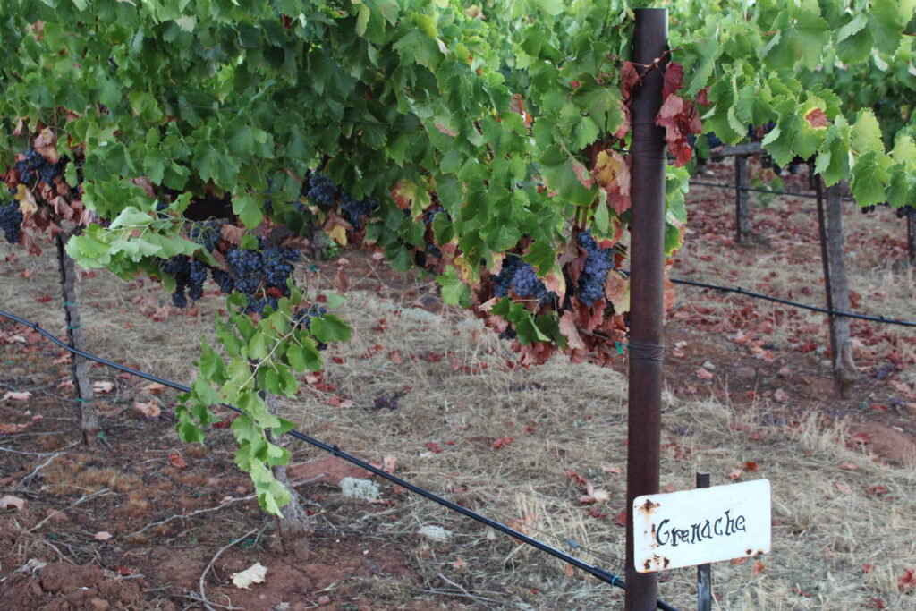 grenache grape vineyard